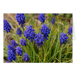 Cartão Família de Hyacintos de Uva