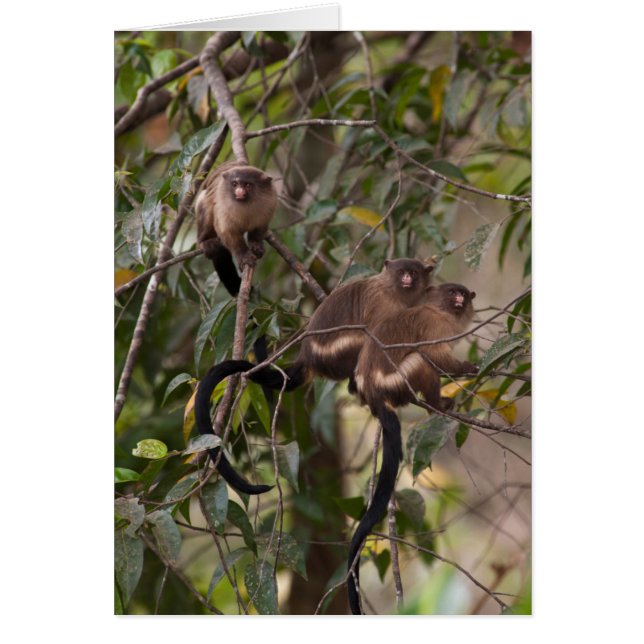 Cartão Família de macacos marmosets (Frente)