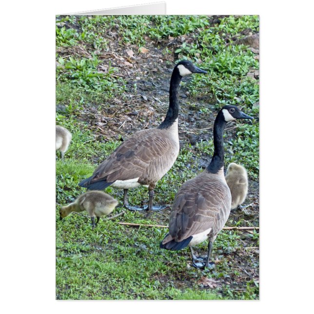 Cartão Família Geese Canadense (Frente)