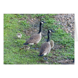 Cartão Família Geese Canadense