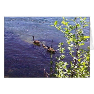 Cartão Família Geese Canadense