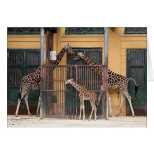 Cartão Família Giraffe