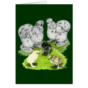 Cartão Família Silkie Bantam Splash