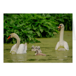 Cartão Família Swan