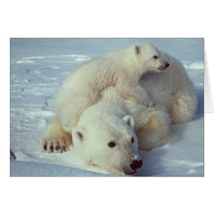 Cartão Família White Polar Bear