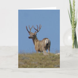 Cartão Fanfarrão dos cervos de mula de D9a no veludo