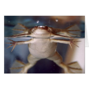 Cartão Fantasma de Muitas Pernas