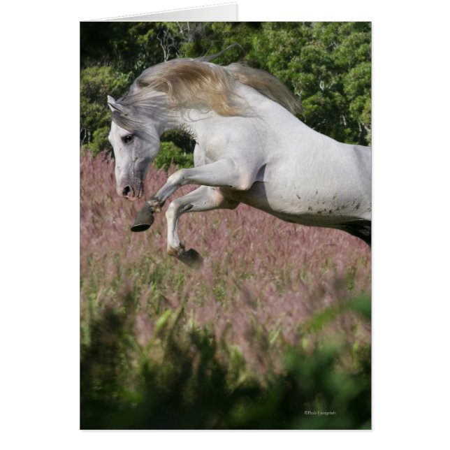 Cartão Fantasy Horses: Primavera Gallop (Frente)