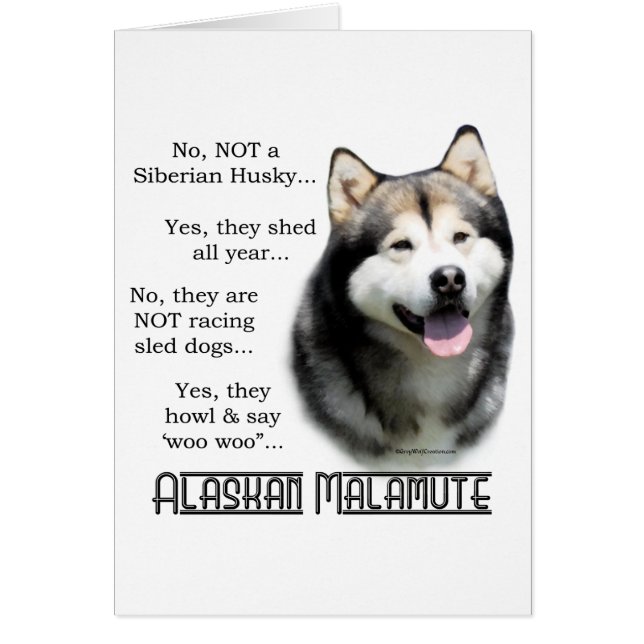 Cartão FAQ do Alaskan Malamute (Frente)