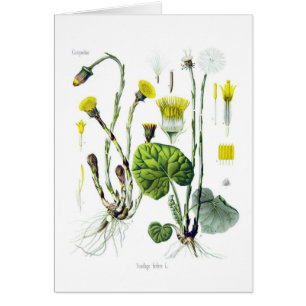 Cartão Farfara do Tussilago (Coltsfoot)