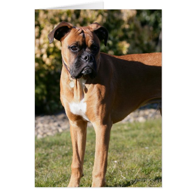 Cartão Fawn Boxer Dog Stander (Frente)