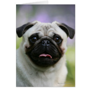 Cartão Fawn Pug on Alert