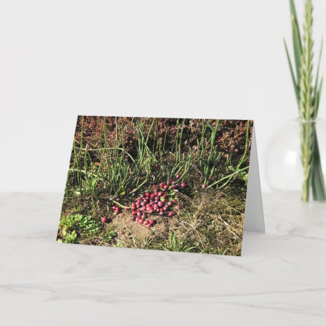 Cartão Fazenda de amora, Long Beach, Washington (Frente)