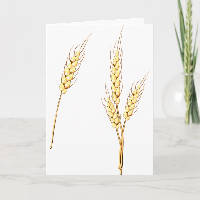 Cartão Fazenda de Colheita de Grãos de Trigo Dourado (Frente)