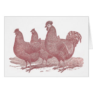 Cartão fazenda de galinhas sRed de Plymouth Rock do galo