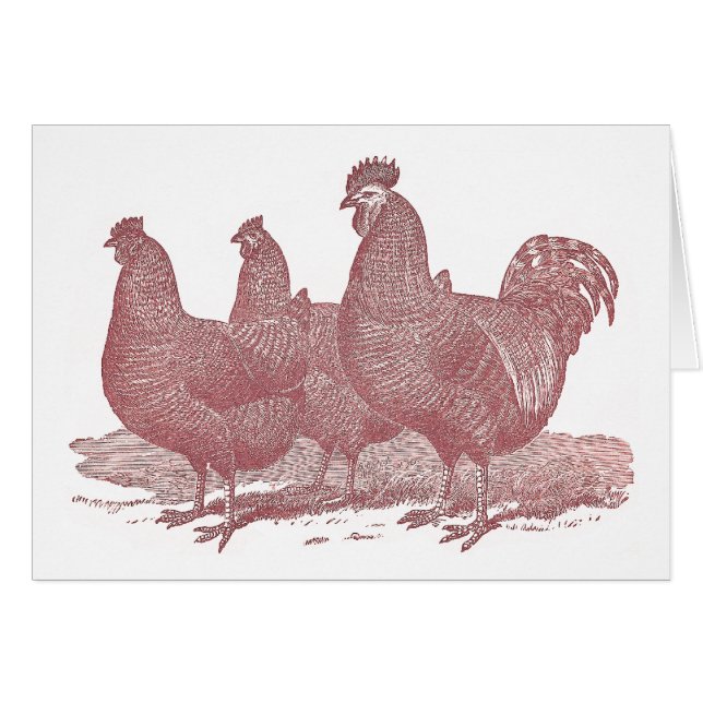 Cartão fazenda de galinhas sRed de Plymouth Rock do galo (Frente Horizontal)