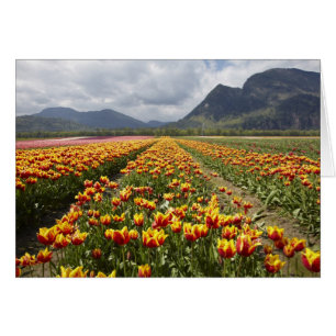 Cartão Fazenda de Tulipas perto de Agassiz, Colúmbia Brit