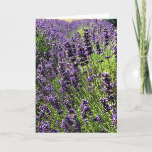 Cartão Fazenda lavanda
