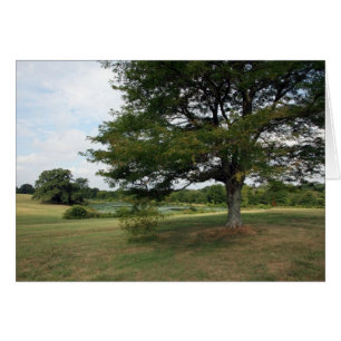 Cartão Fazendas de Shelby