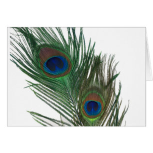 Cartão Feather Branca Adorável