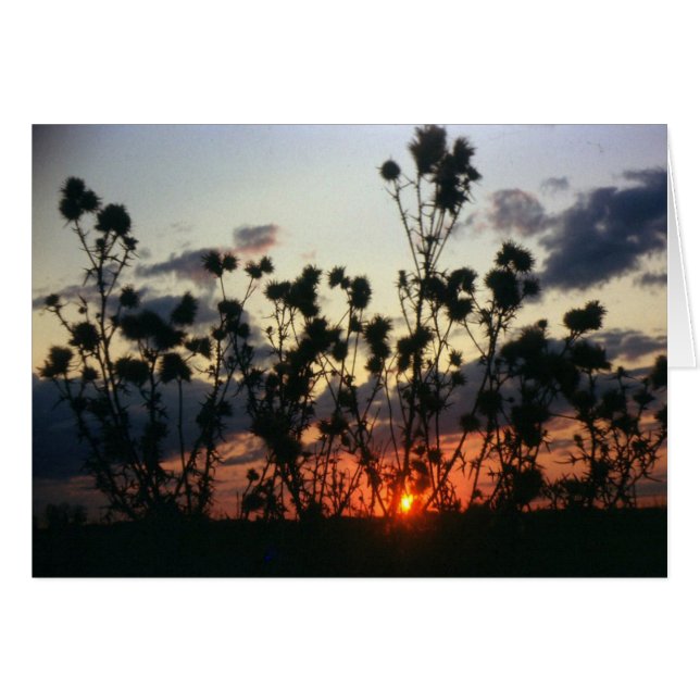 Cartão Febre e pôr do sol (Frente Horizontal)