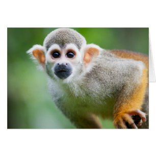Cartão Fechamento de um Macaco Esquilo Comum