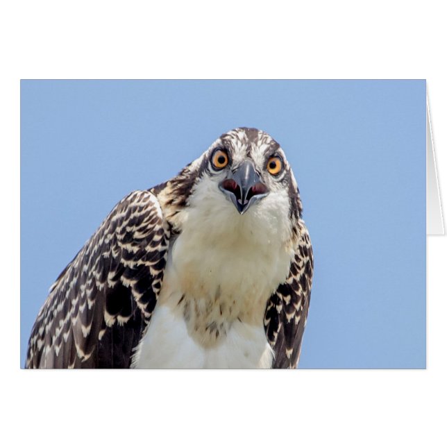 Cartão Fechamento de um Osprey Juvenil (Frente Horizontal)
