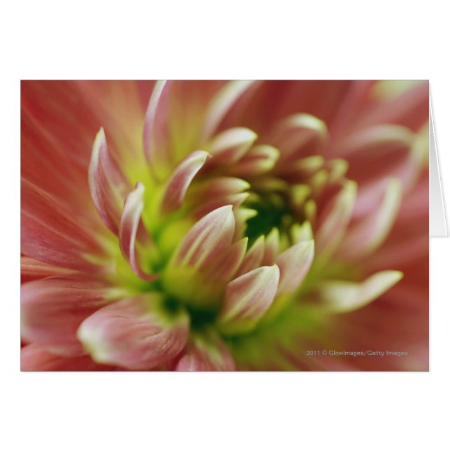 Cartão Fechamento de uma flor (Frente Horizontal)