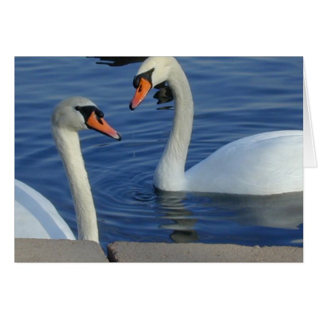 Cartão Fechar placa Swans (Frente Horizontal)