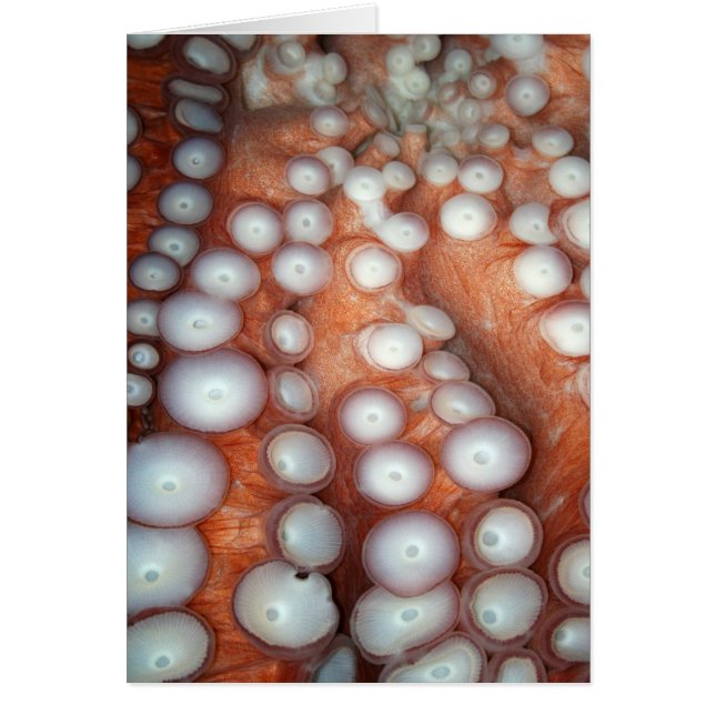 Cartão Fechar polvo (Frente)