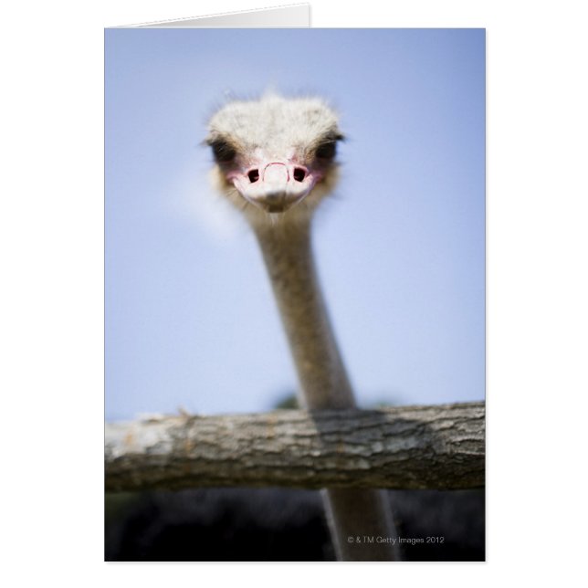 Cartão Feche a cabeça de Ostrich (Frente)