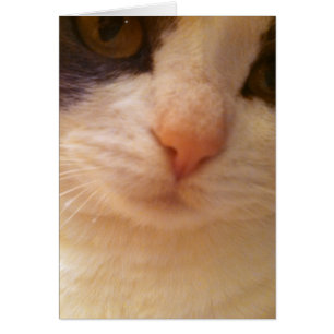 Cartão Feche o Gatinho com o Nariz Rosa
