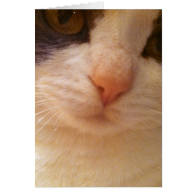 Cartão Feche o Gatinho com o Nariz Rosa (Frente)
