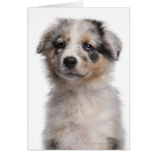 Cartão Fecho de filhote de Shepherd australiano Blue Merl