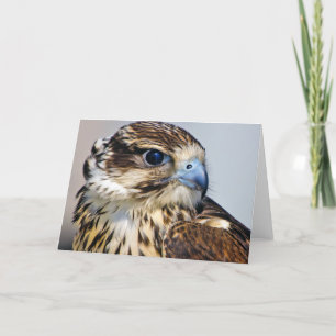 Cartão Fecho do Falcão no Perfil