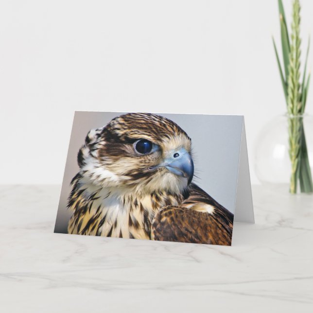 Cartão Fecho do Falcão no Perfil (Frente)