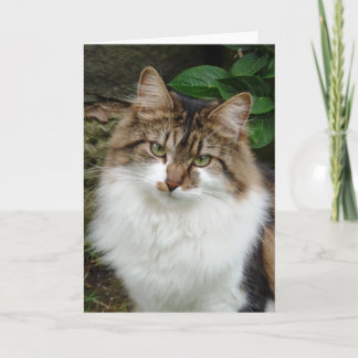 Cartão Felix no modo pensativo