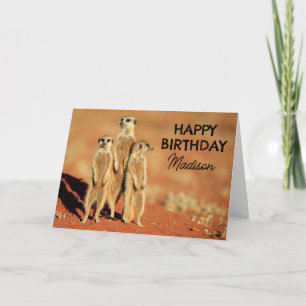 Cartão Feliz Aniversário   3 Suricatos
