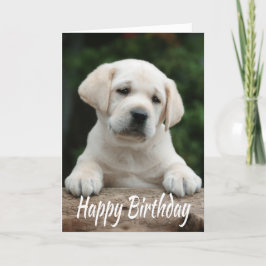 Cartão Feliz aniversário Amarelo Labrador Retriever Cacho