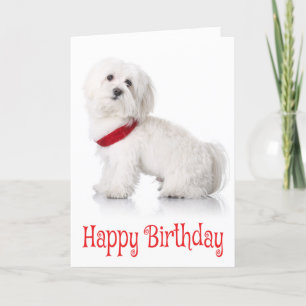 Cartão Feliz aniversário Bichon Frise Cachorro Vermelho e