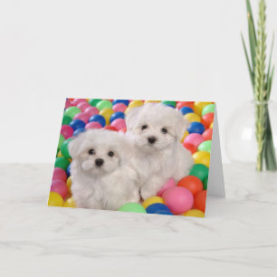 Cartão Feliz Aniversário Bichon Frise Cão Branco