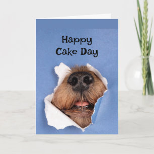 Cartão Feliz Aniversário Cachorro Cheirando Bolo, Diversã