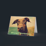 Cartão Feliz aniversario com um Doberman bonito<br><div class="desc">Cumprimento do feliz aniversario com uma mensagem para dentro. Uma foto bonito e engraçada do close up de um cão curioso e inquisidor do doberman,  com um nariz marrom grande,  uns olhos marrons macios e umas orelhas flexíveis naturais. A foto tocada até dá-lhe uma qualidade nostálgica velha.</div>
