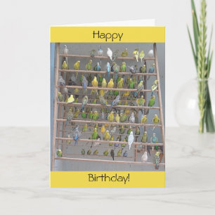 Cartão Feliz aniversário de todos nós, periquitos