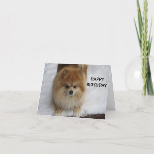 CARTÃO FELIZ ANIVERSÁRIO DIZ O POMERANO