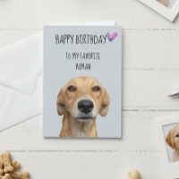Feliz Aniversário do Cachorro para o Humano Favori