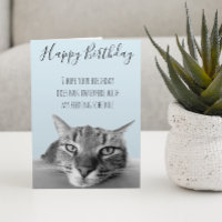 Feliz Aniversário do Gato Humor Divertido