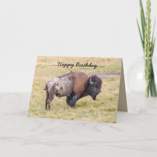 Cartão Feliz aniversário, Dusty Bison Bull Humor