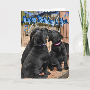 Cartão Feliz Aniversário, Honra Litter Trio