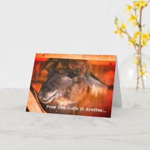 Cartão Feliz Aniversário Humorístico do Llama